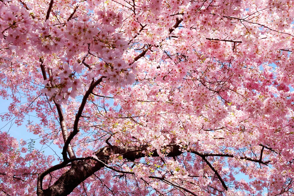 Roze Bloem Boom Thema Behang