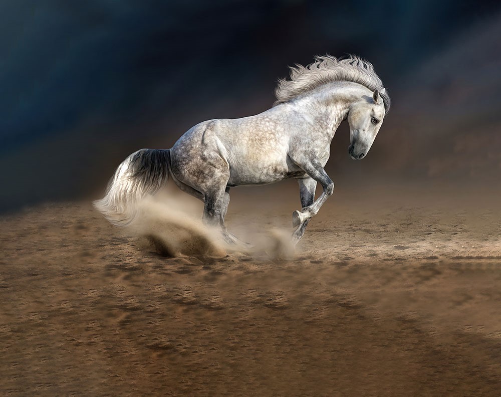 Wit Paard Foto Wallpaper