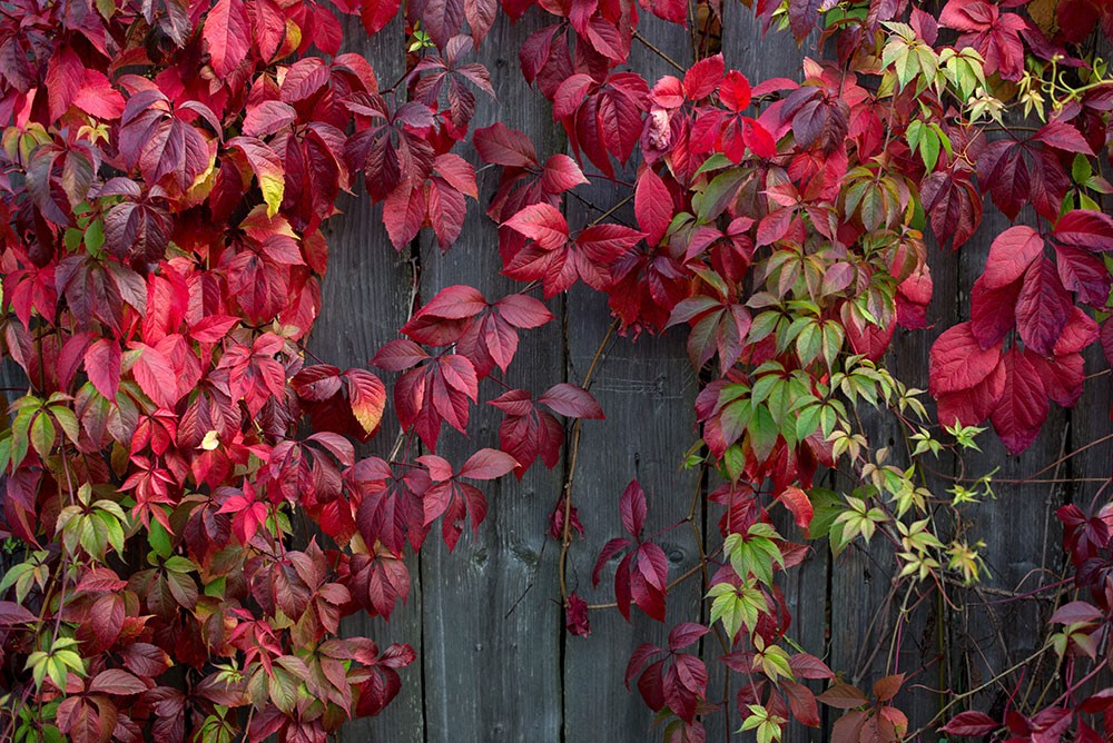 Red Leaf Ivy Wallpaper