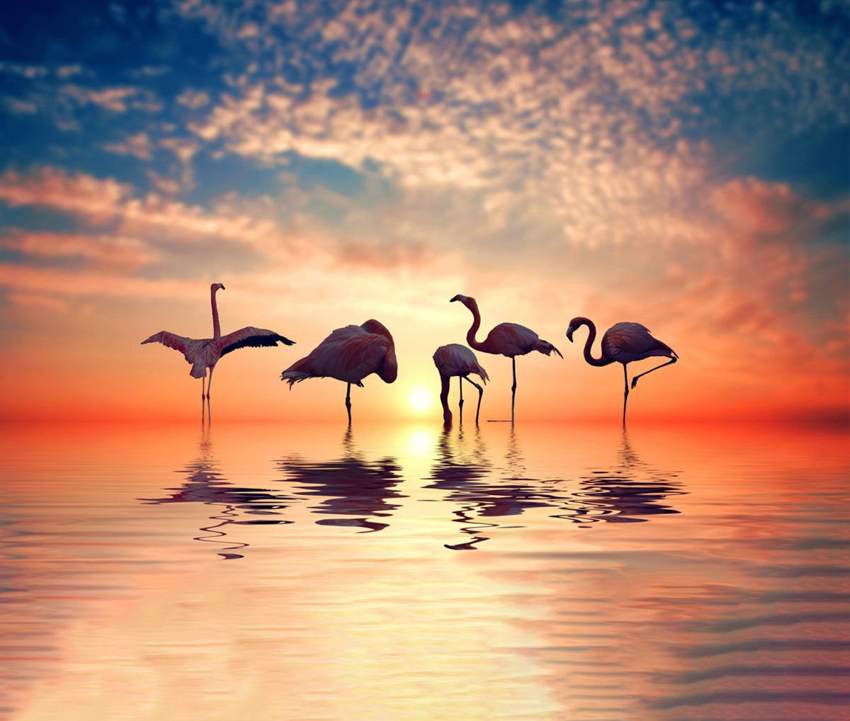zonsondergang flamingo behang