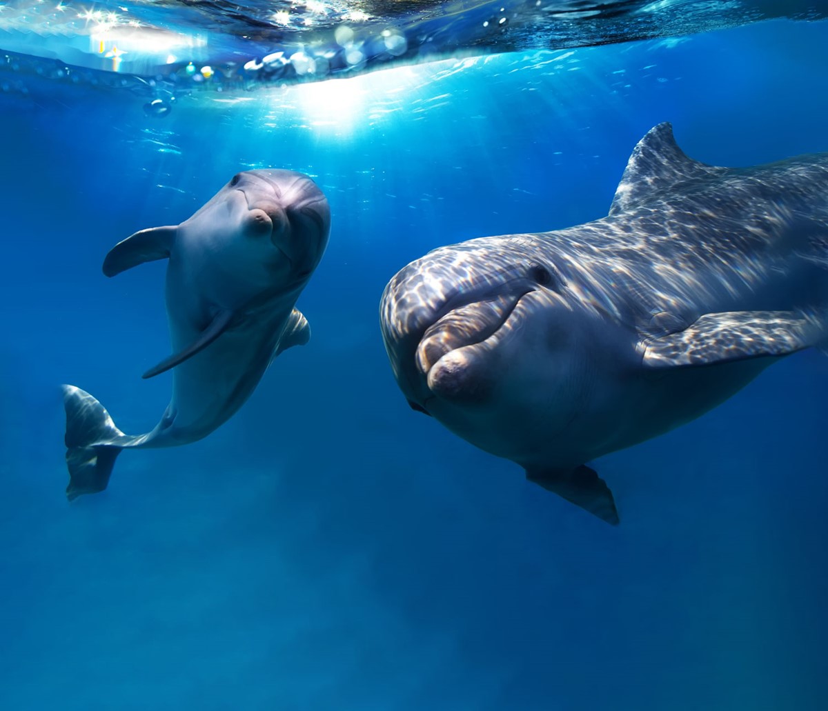 Dolfijn Vissen Achtergrond