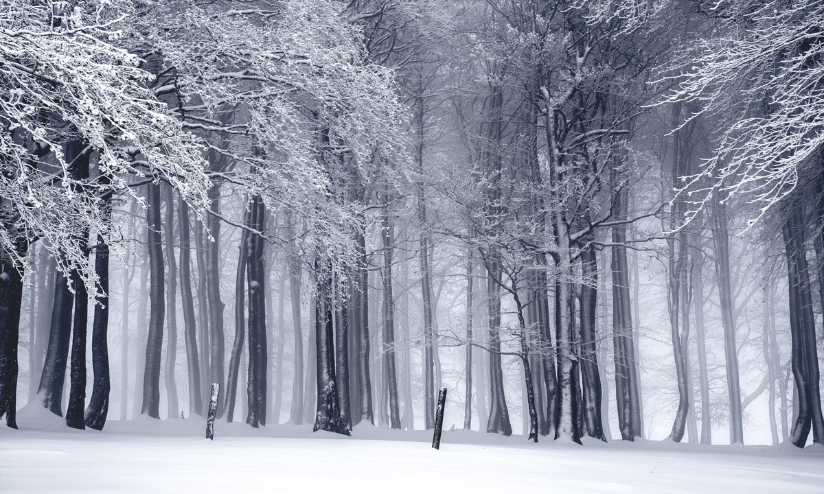 3D Snowy Forest View Wallpaper