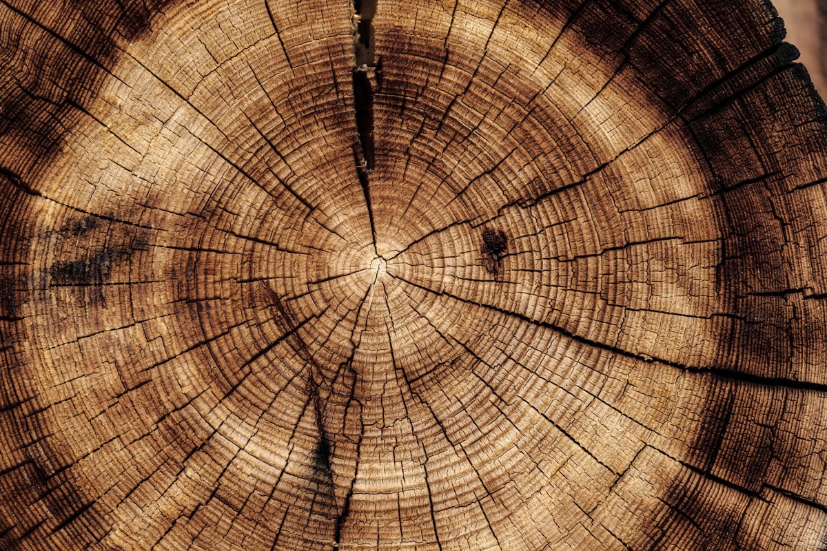 Tree Stump Veins Wallpaper