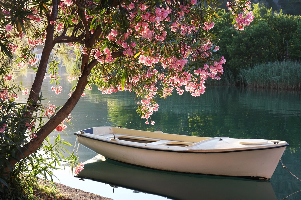 Roze bloemen behang met uitzicht op het meer