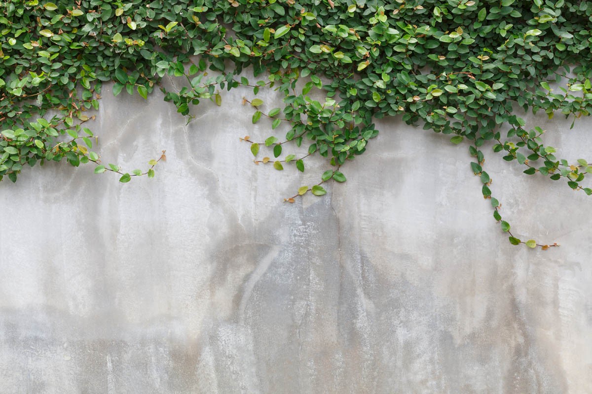 3D Ivy Beton Behang