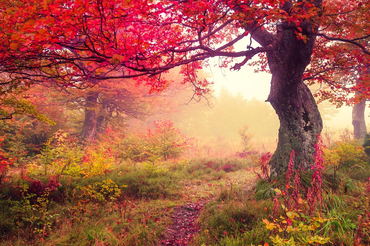 Rood Blad Bomen Behang