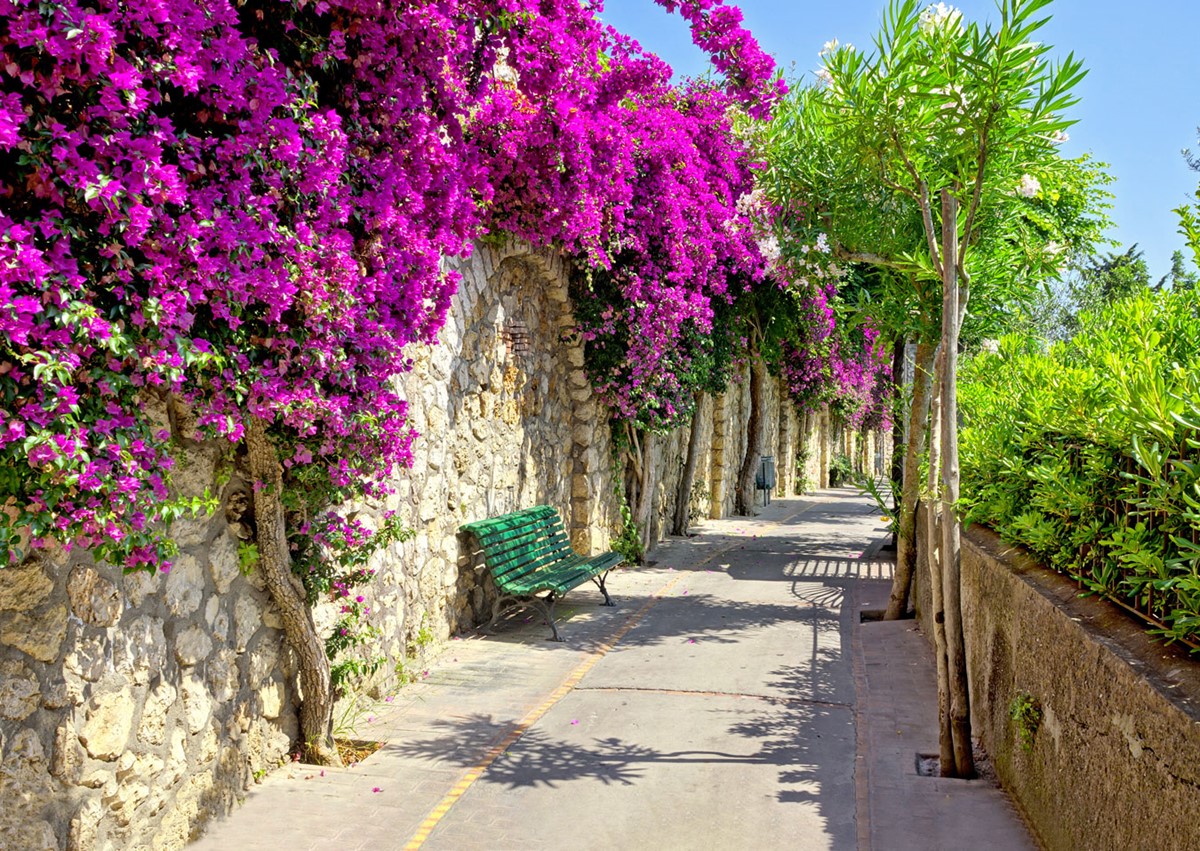 Muurposter met bloemenstraatfoto