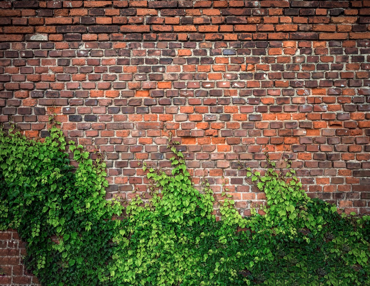 3D Ivy Brick Wallpaper