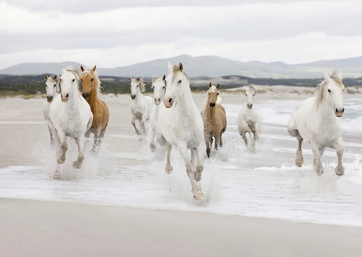 Beach Shore Horses Running Wallpaper