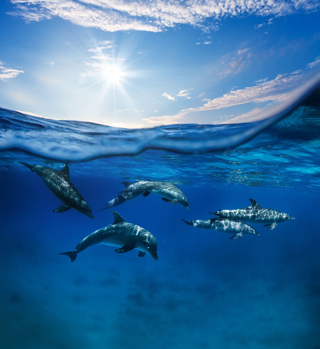 Dolfijn Vis 3D Achtergrond