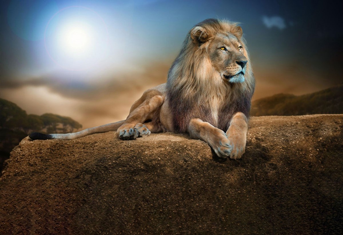 Mannelijke leeuw 3D-achtergrond