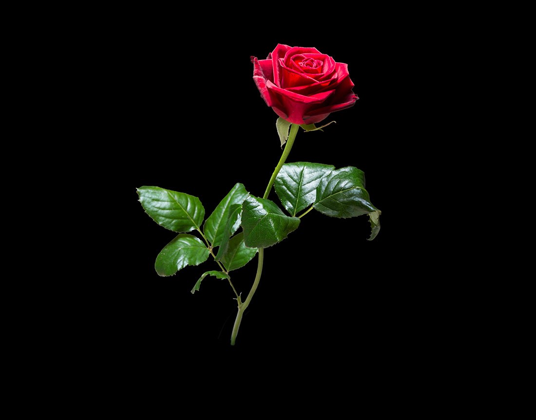 Achtergrond met rode roos-thema