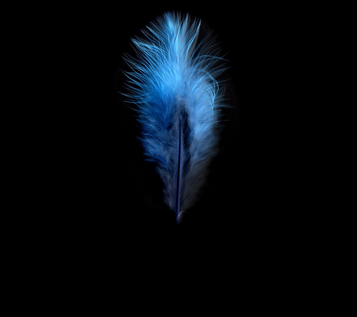Blue Feather Picture Wallpaper