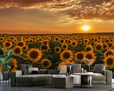 Zonnebloem Veld Achtergrond