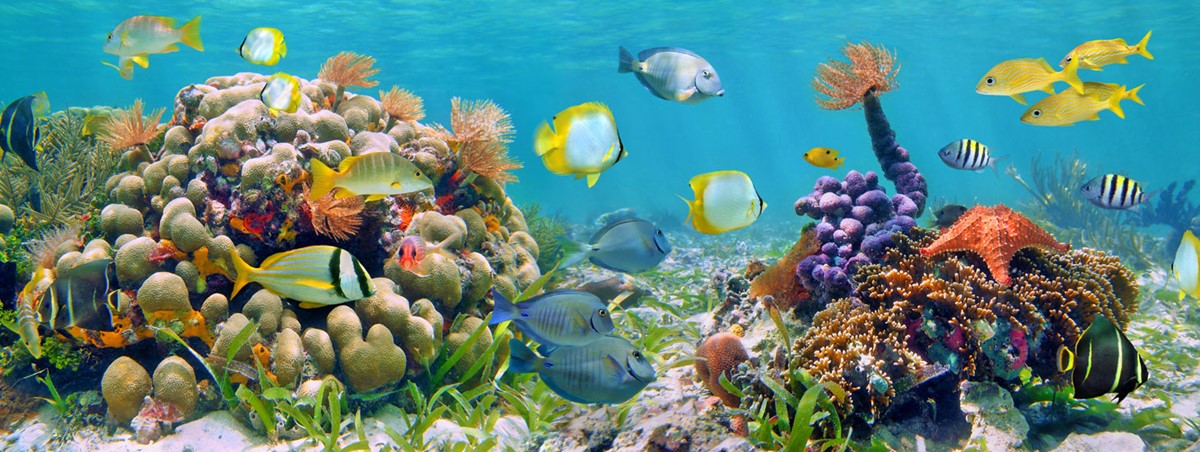 Aquarium Foto Achtergrond