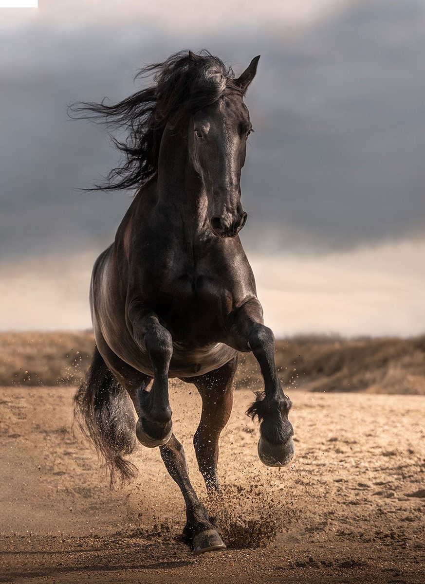 Zwart Paard Foto Wallpaper