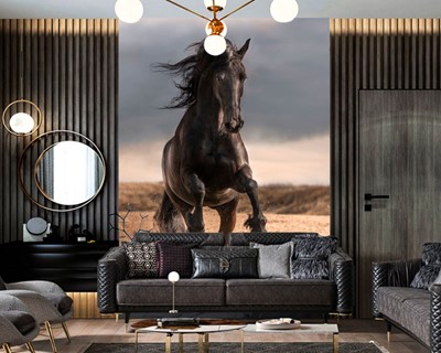 Zwart Paard Foto Wallpaper