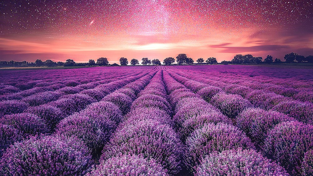 Lavendel Tuin Behang