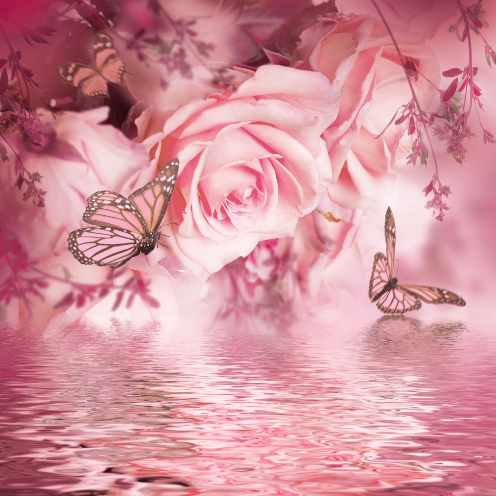 Roze Roos Foto Wallpaper