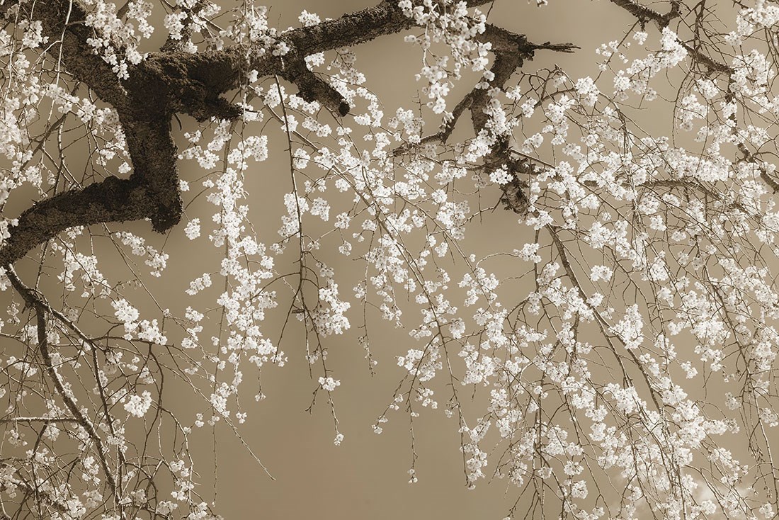 Witte boom bloemen behang