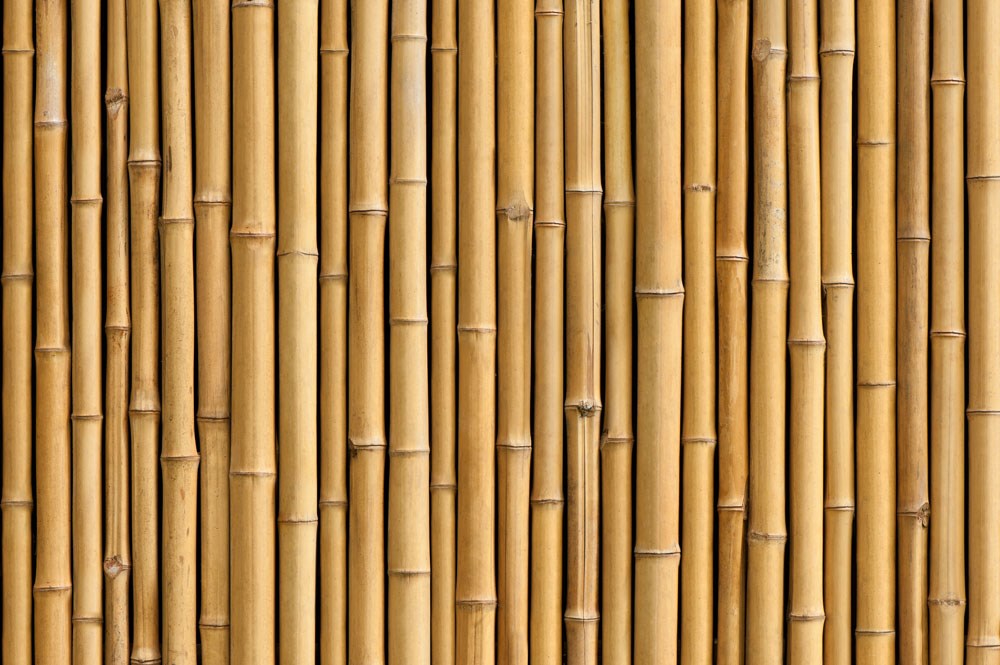 Bamboe Boom Behang