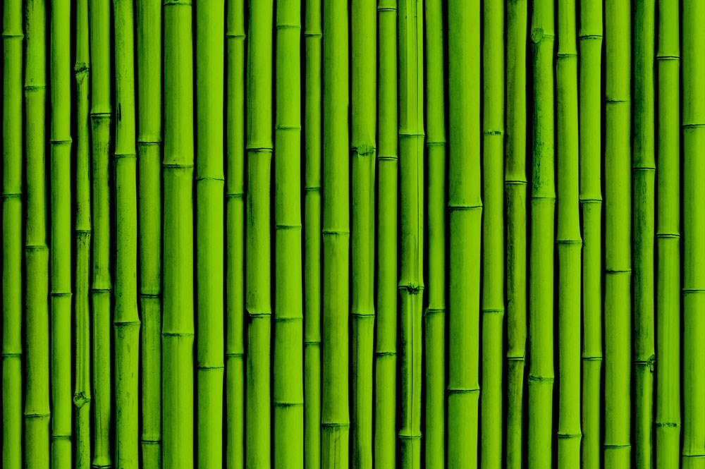 Groen Bamboe Boom Behang
