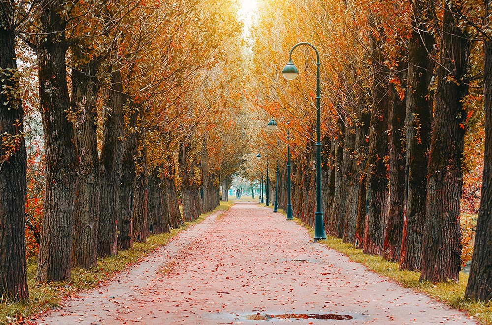 Herfst Street View-achtergrond