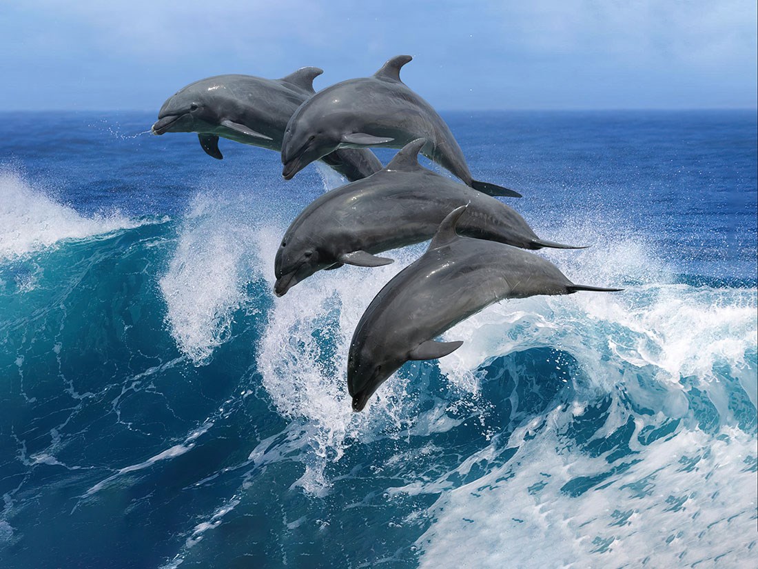 Dolfijn Vis Behang