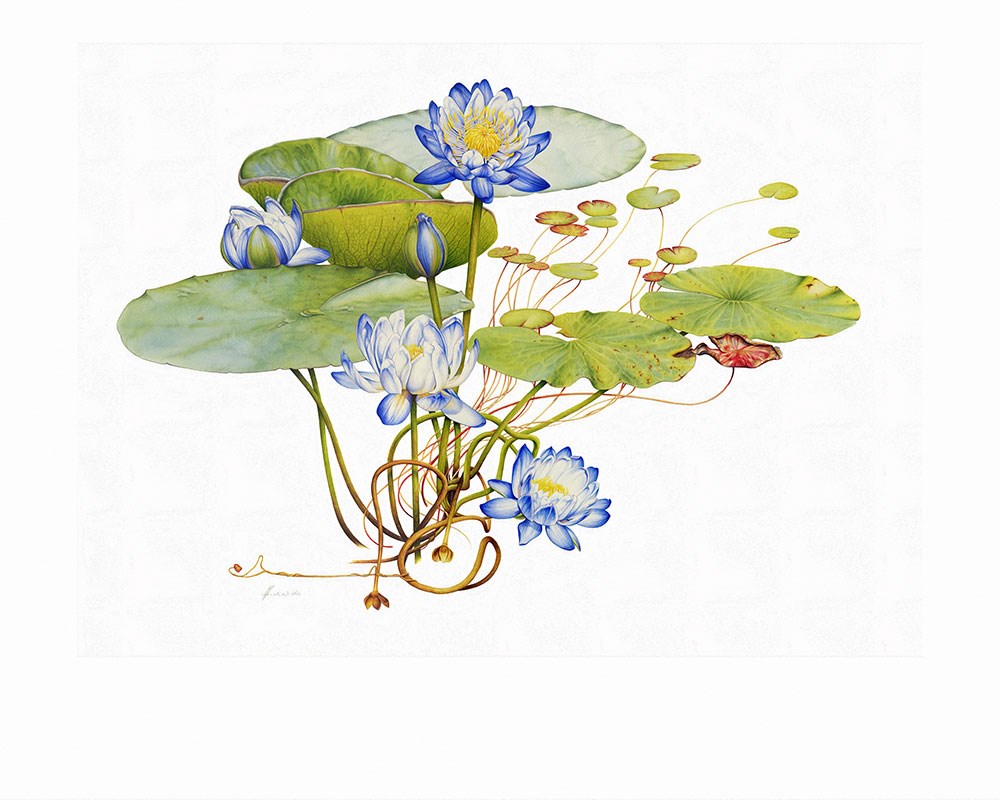 Botanisch Illustratiebehang