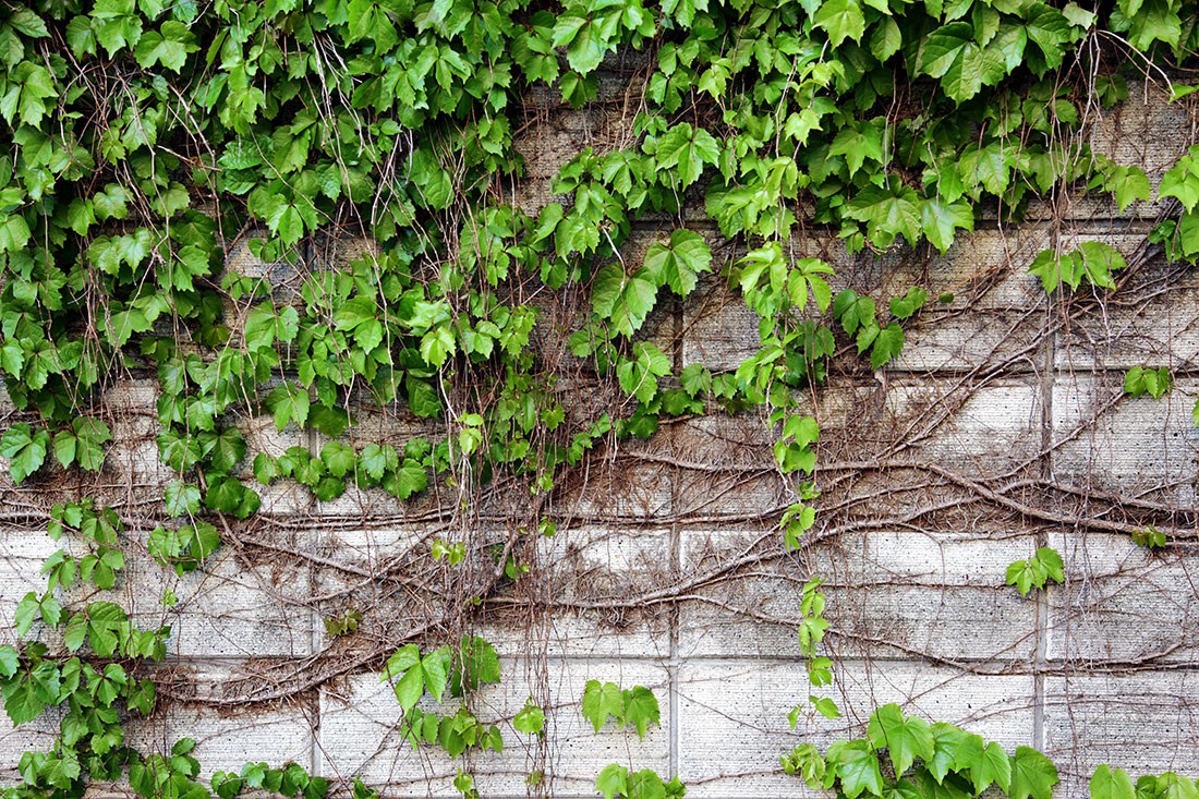 Ivy stenen behang