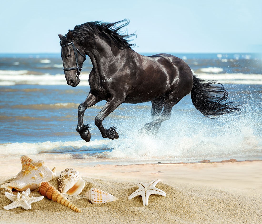 Zwart Paard Rennend Op Het Strand Behang