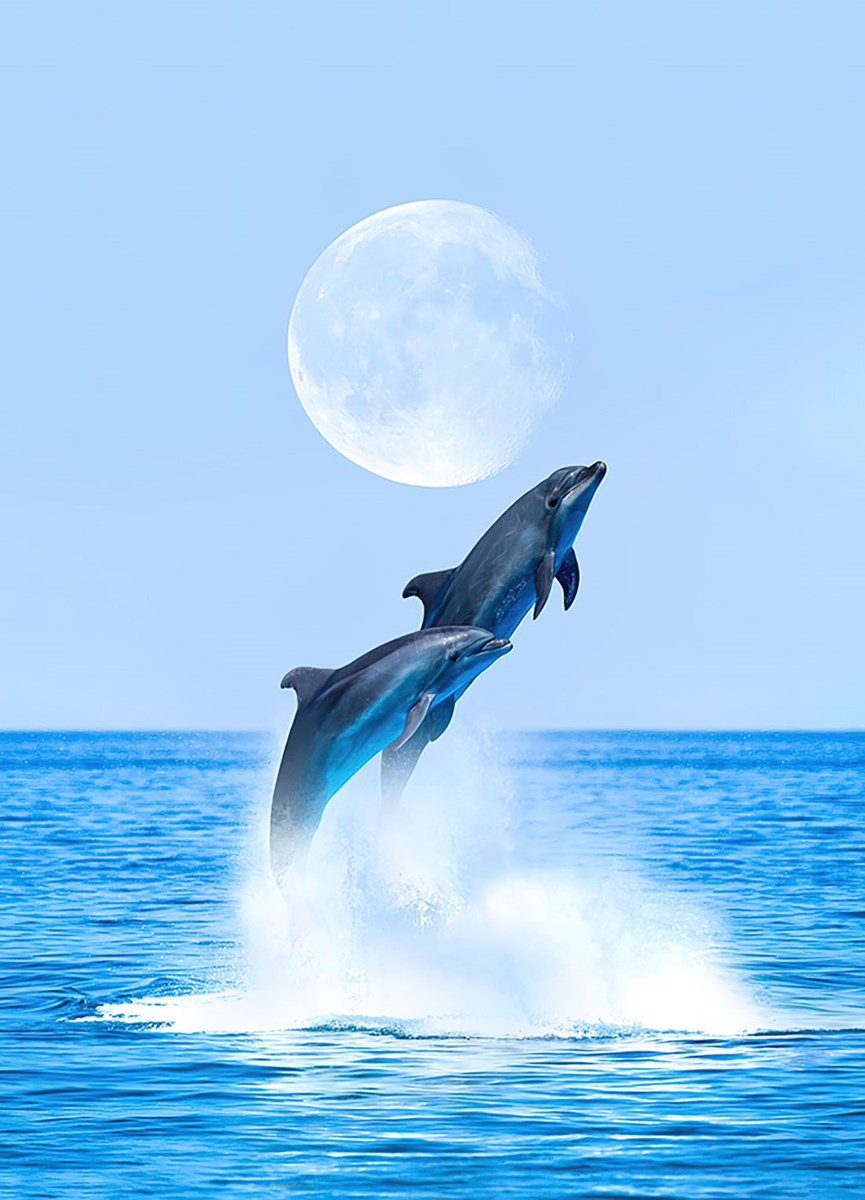 Dolfijn Vis Springen in Water Behang
