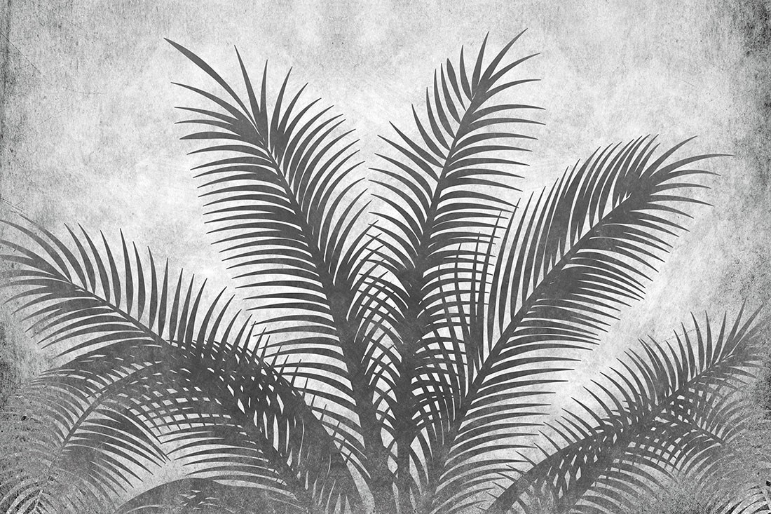zwart-wit achtergrond palmblad behang 
