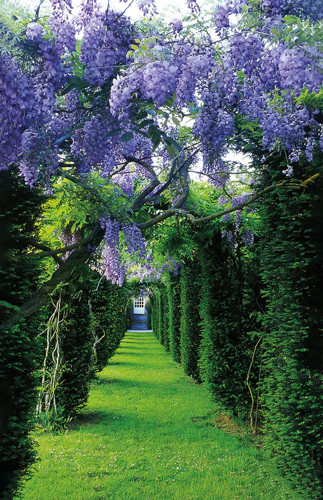 wisteria boom behang