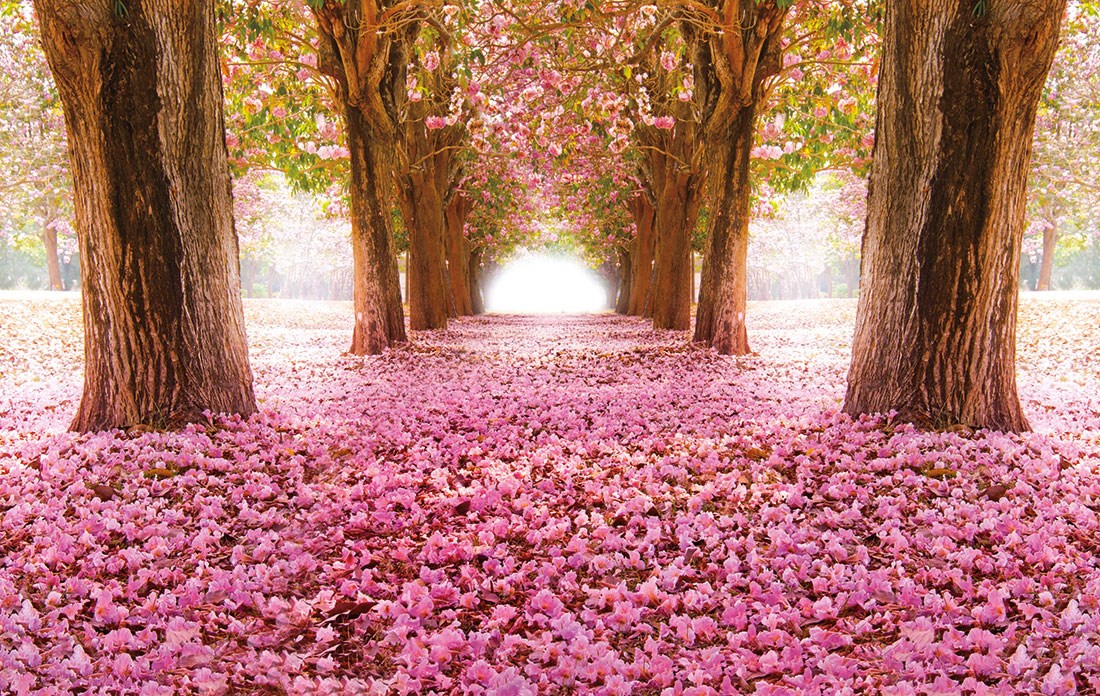behang met roze bloemblaadjes gevallen in het bos