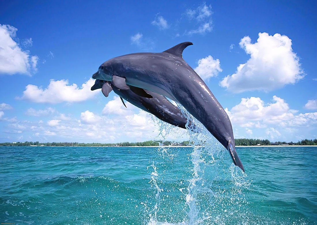 behang met dolfijnenthema