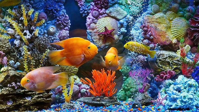 Aquarium Op zoek Behang