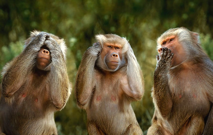 drie aapachtig behang