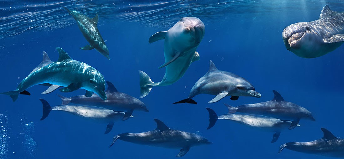 behang met dolfijnen in de zee-thema