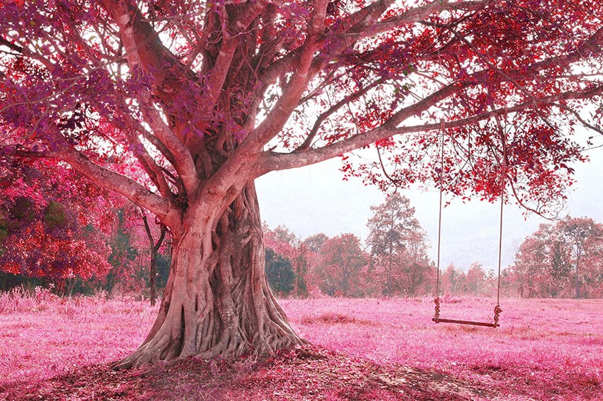 Behang met oude boomafbeelding met roze bloemen