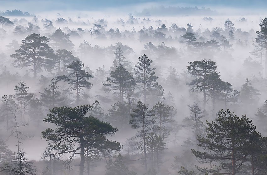 Misty Forest Geïllustreerd Behang