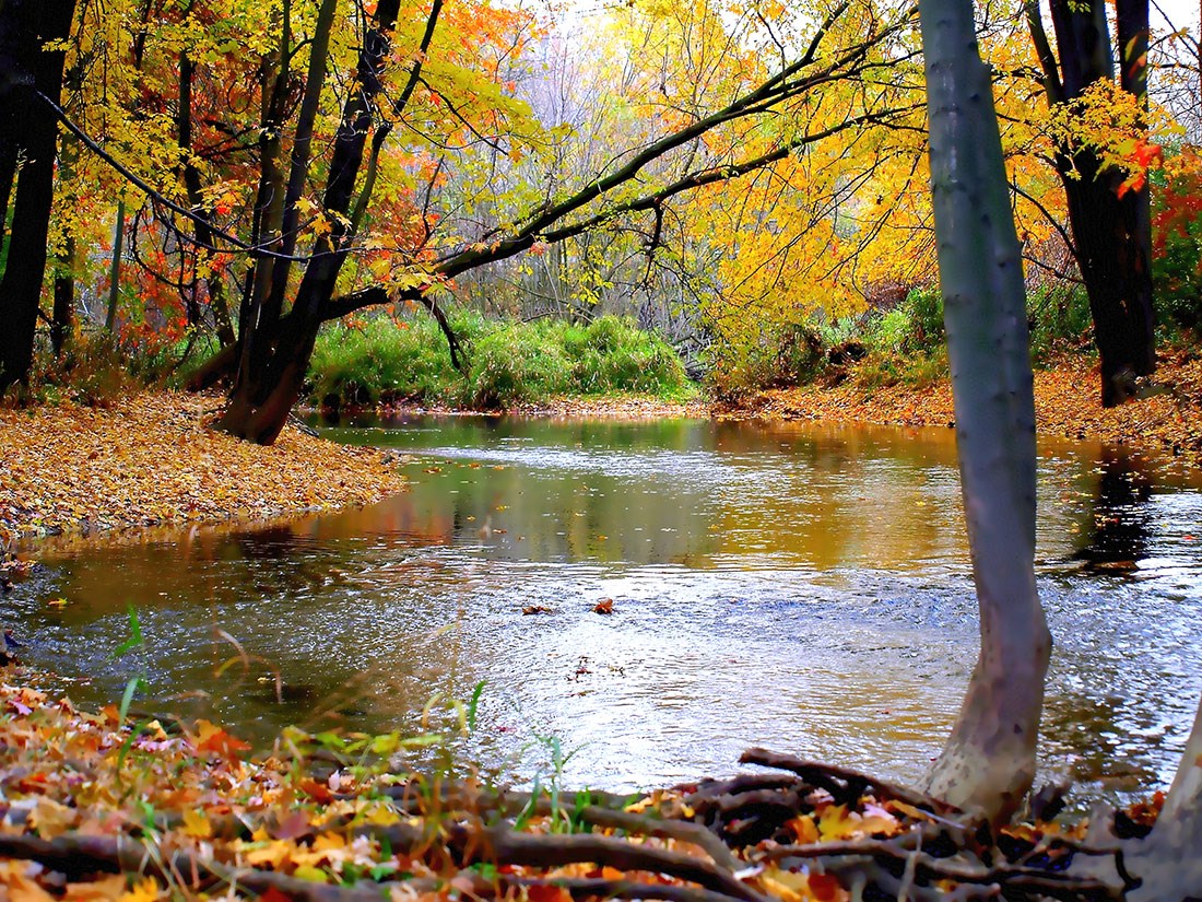Behang met boslandschap in de herfst