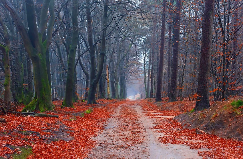 Herfst in het bos geïllustreerd behang