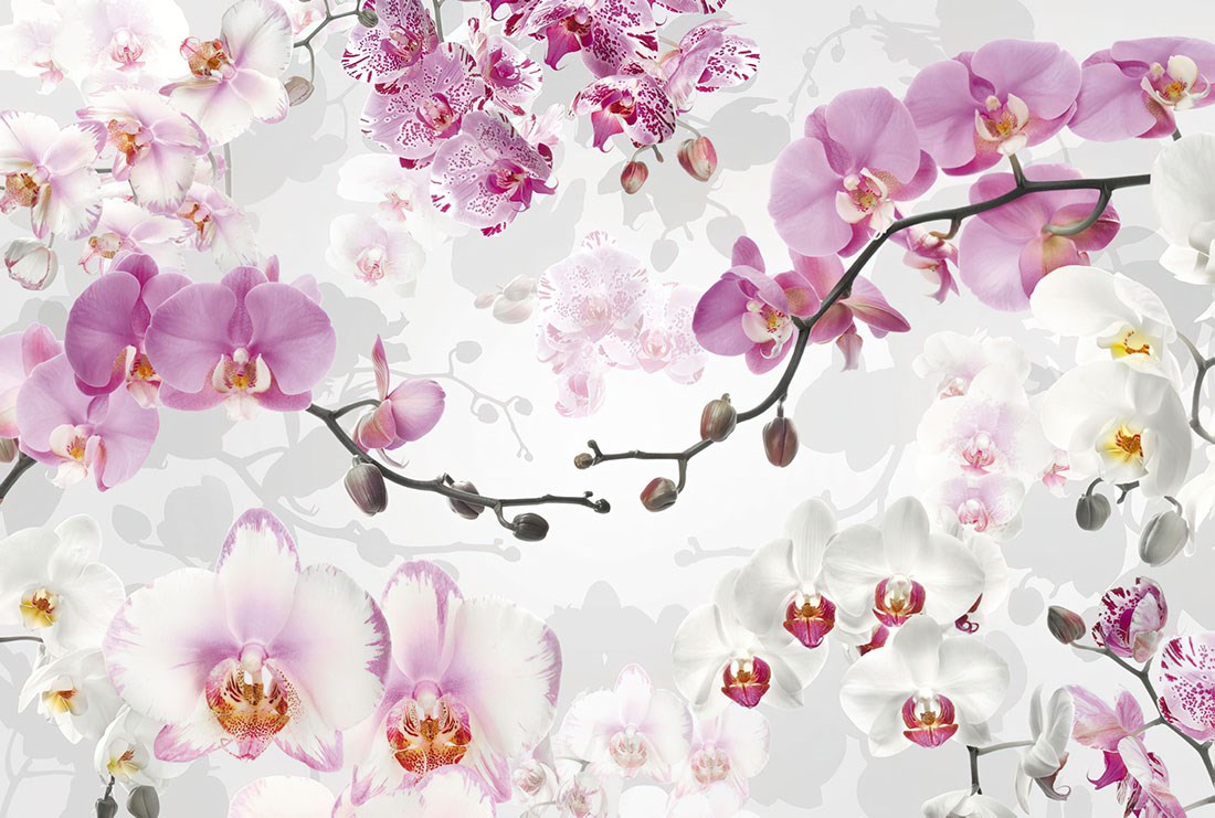 Wit en Roze Orchidee Geïllustreerd Behang