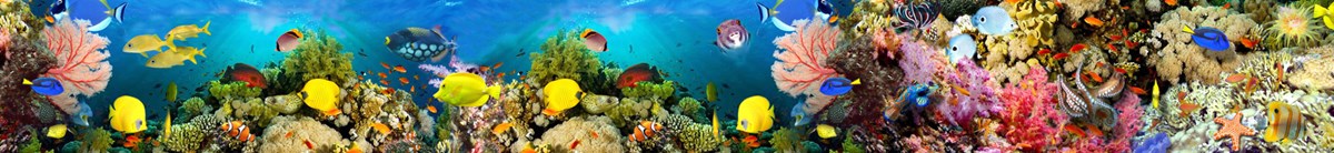 Onderwaterleven-thema behang 