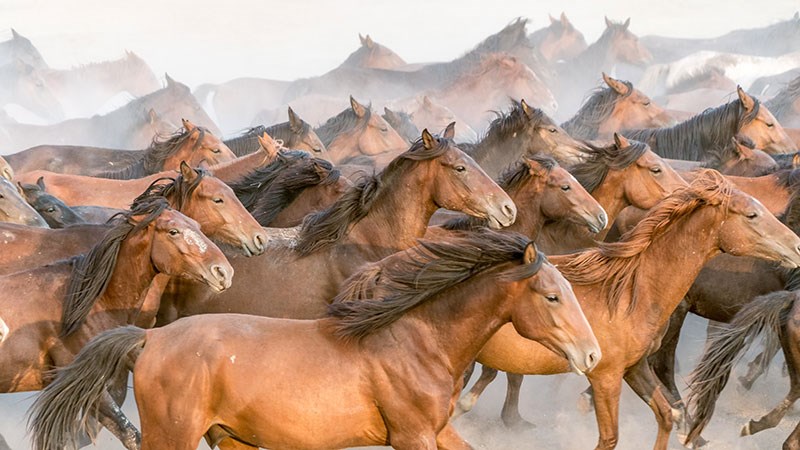 Rennende bruine paarden kudde behang