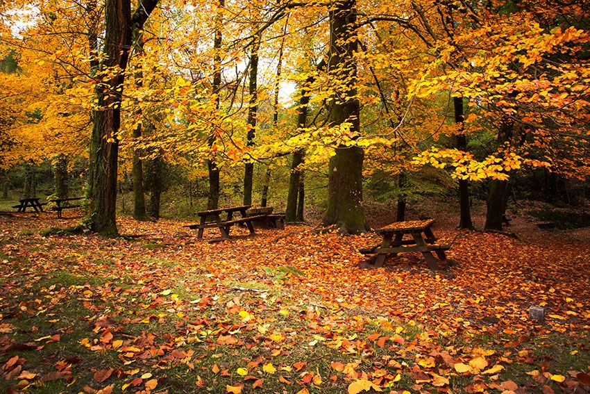 Behang met herfstlandschap in het bos