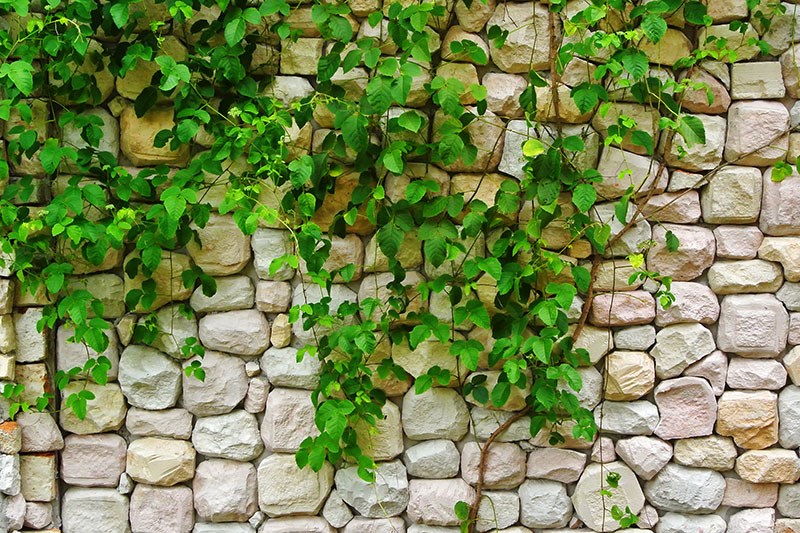 Behang met Ivy-patroon op natuursteen 