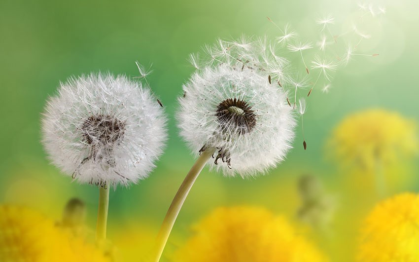 Paardenbloem geïllustreerd behang