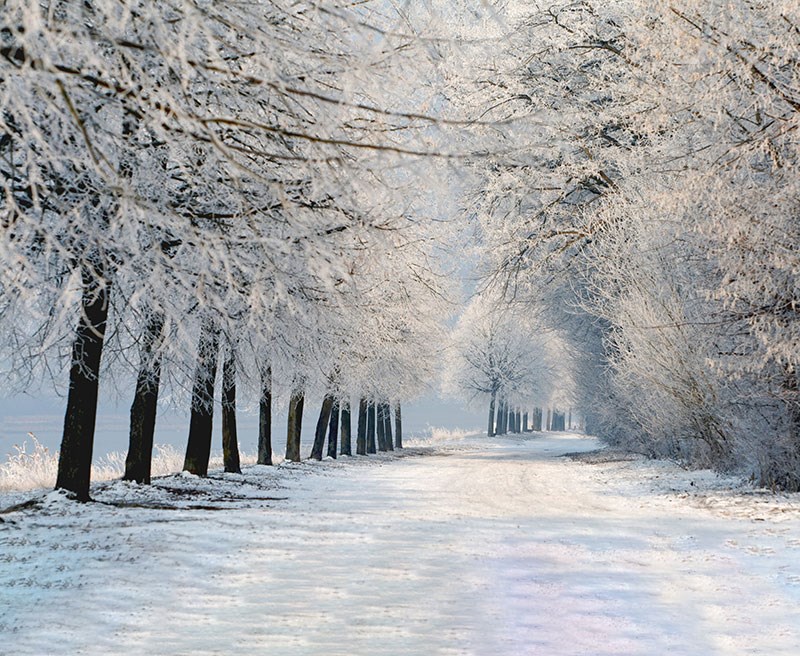 Behang met besneeuwd boslandschap